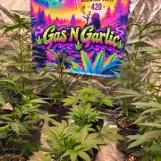 Gas N Garlic
