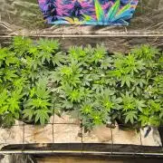 Gas N Garlic G.O.A.T Genetics