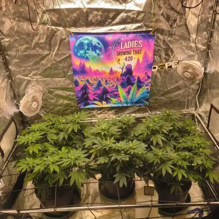 Gas N Garlic G.O.A.T Genetics