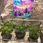 Gas N Garlic G.O.A.T Genetics