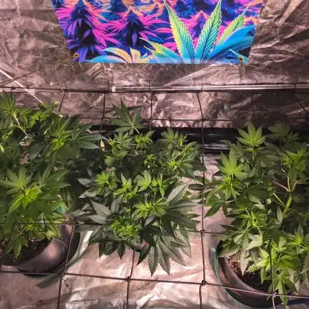 Gas N Garlic G.O.A.T Genetics