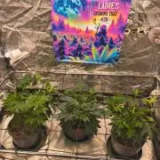 Gas N Garlic G.O.A.T Genetics