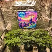 Gas N Garlic G.O.A.T Genetics