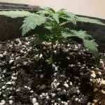 1st grow 