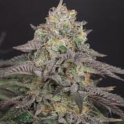 Papaya Stank OSS