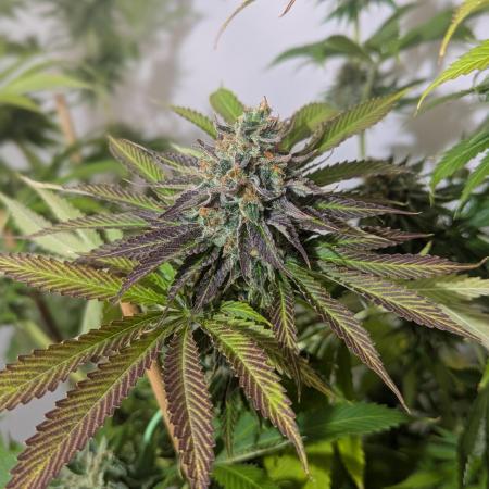 Peanut Butter OGKB Fast OSS
