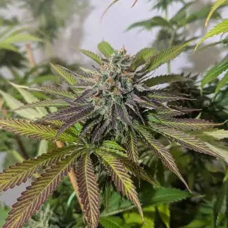 Peanut Butter OGKB Fast OSS
