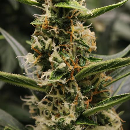 Wedding Cake auto OSS
