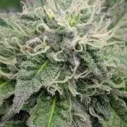 Is this permanent? FMG