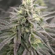 Yumberry Slushpuppie FMG