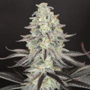 Purple Overload OSS