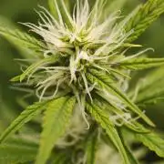Pineapple Pulse auto OSS