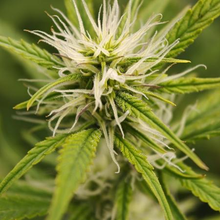 Pineapple Pulse auto OSS