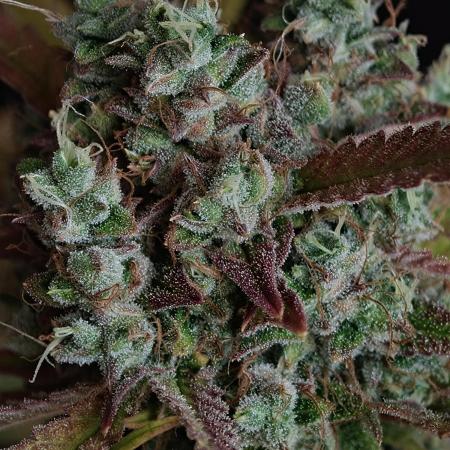 Blueberry Cookies