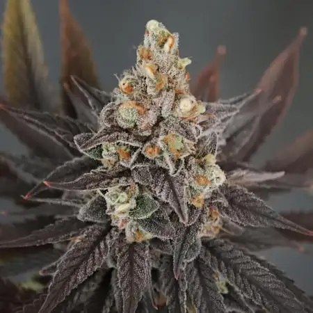 Banana Fumes OSS