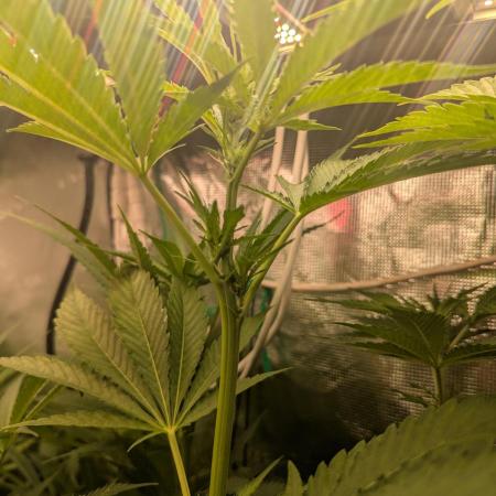 Gorilla Zkittlez Fast OSS