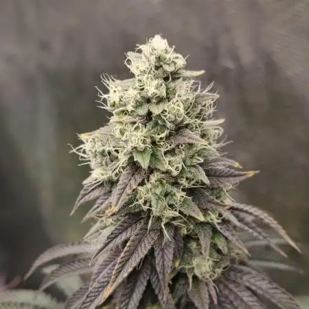 Polar Gelato SS