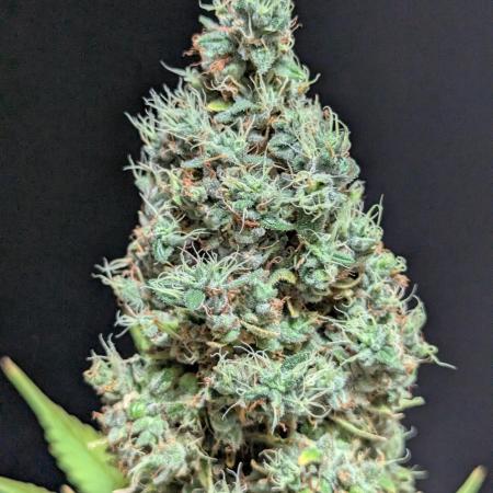 Gorilla Glue #4 OSS