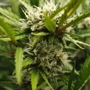 Colorado Cookies XL auto OSS