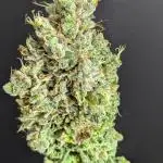 Gorilla Cookies OSS