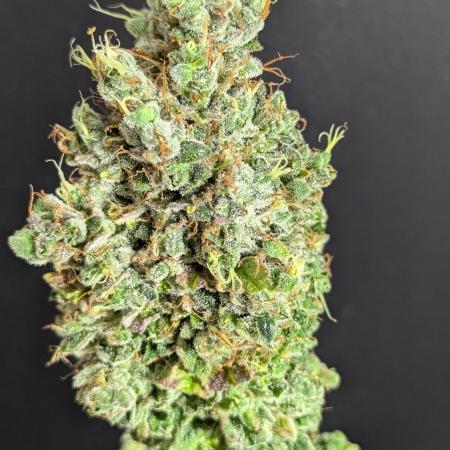 Gorilla Cookies OSS