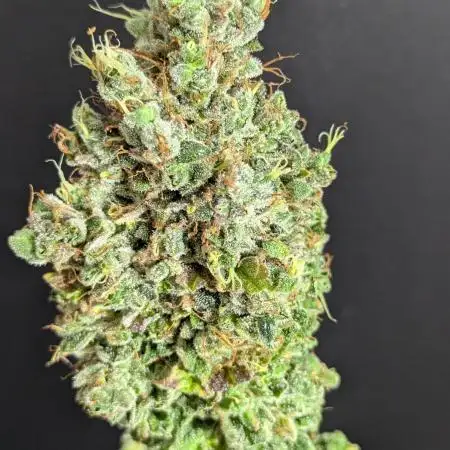 Gorilla Cookies OSS