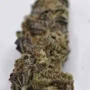 Scoop n' Loops FMG