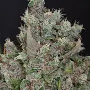 Pink Rozay x Strawberry Banana auto OSS
