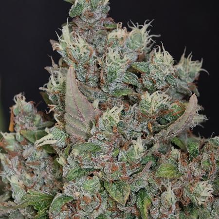 Pink Rozay x Strawberry Banana auto OSS