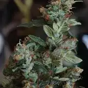 Wedding Cake auto OSS