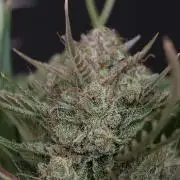 Colorado Cookies XL auto OSS