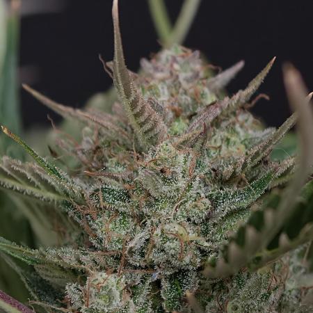 Colorado Cookies XL auto OSS