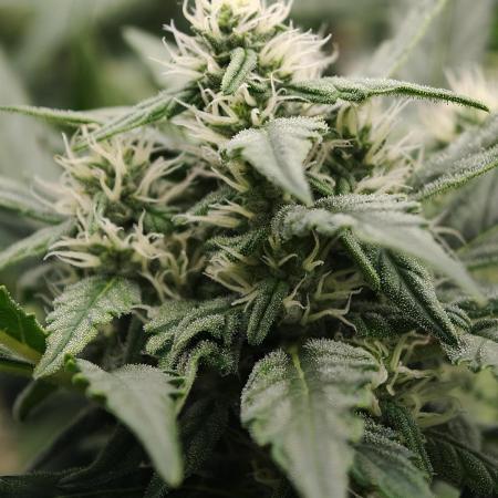 Pink Rozay x Strawberry Banana auto OSS