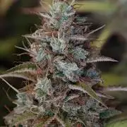Pineapple Pulse auto OSS