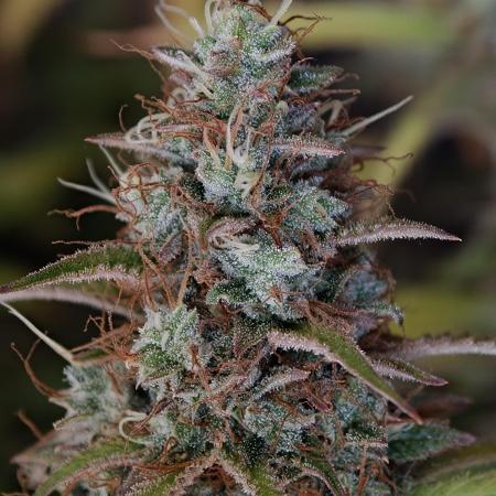Pineapple Pulse auto OSS