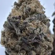 Cherry Breath FMG