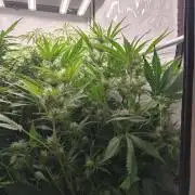 Blueberry Cookies