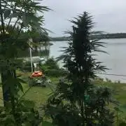 Amnesia Haze Auto Containers