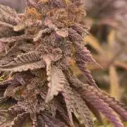 Ice cream caper purple caper seeds