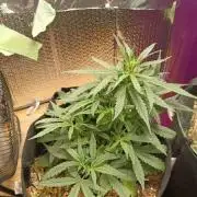 Auto 2nd grow