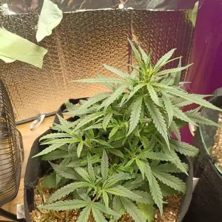 Auto 2nd grow