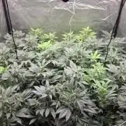 Seguimiento led haduken 1,20x1,20 