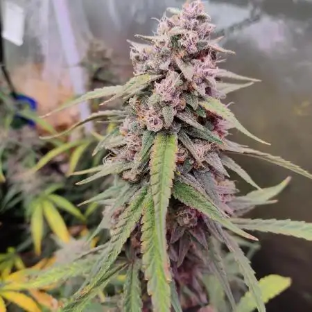 A gorilla in the midst! 