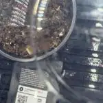 King Kong side by side