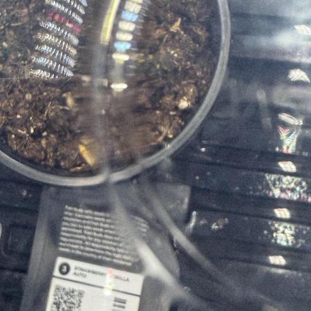 King Kong side by side