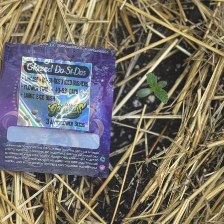 Going Hard In The Pot