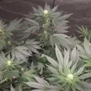 CANDY 🍫 / DIVINE SEEDS