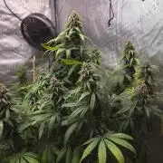 SPECIAL GROW CBD/THC