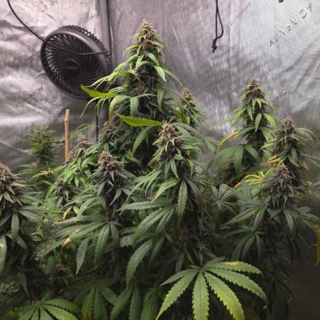SPECIAL GROW CBD/THC