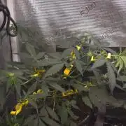 GODFATHER OG AUTO